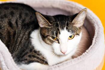 Domestic Short Hair Cats Available for Adoption - MISSY | PetCurious