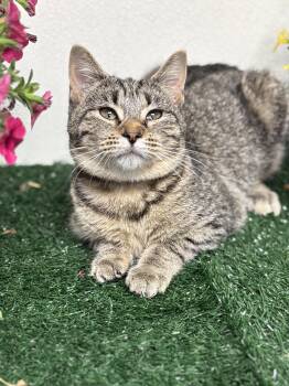 Lisa -  Domestic Short Hair Cat Available for Adoption in Effingham, Illinois - Lisa | PetCurious