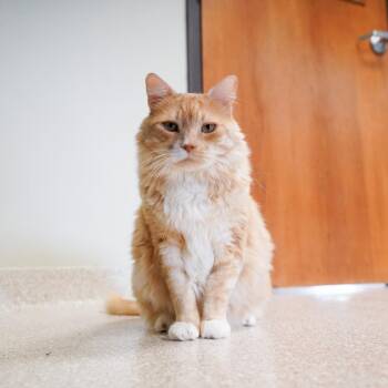 Wiggles -  Domestic Long Hair Cat for Adoption in Kansas City, Kansas - Wiggles | PetCurious