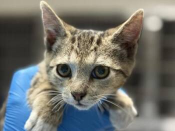 Pigeon -  Domestic Short Hair Cat for Adoption in Portland, Oregon - Pigeon | PetCurious