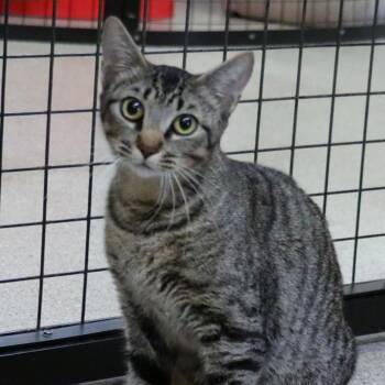 Domestic Short Hair Cats Available for Adoption - Kitty (Kitty Purry) | PetCurious