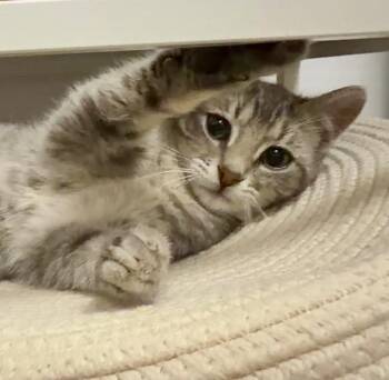 Tabby and Domestic Short Hair Cats Available for Adoption - Miley | PetCurious