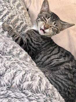 Domestic Short Hair Cats Available for Adoption in Grovetown, Georgia - RILEY | PetCurious