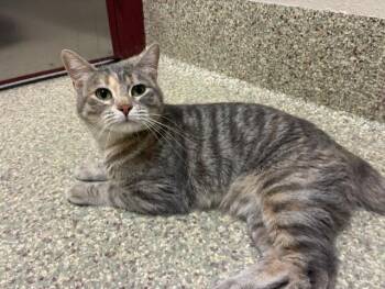 SNACKIE PRIMA DONNA GIRL -  Domestic Short Hair Cat for Adoption in Colorado Springs, Colorado - SNACKIE PRIMA DONNA GIRL | PetCurious