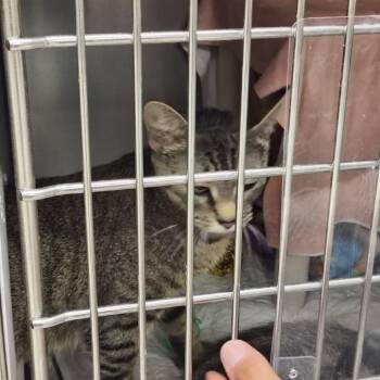Rescue Domestic Short Hair Cats for Adoption in East St. Louis, Illinois - Wine-C | PetCurious