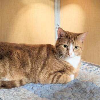 Domestic Medium Hair Cats Available for Adoption in Chesapeake, Virginia - Ember Fuego | PetCurious