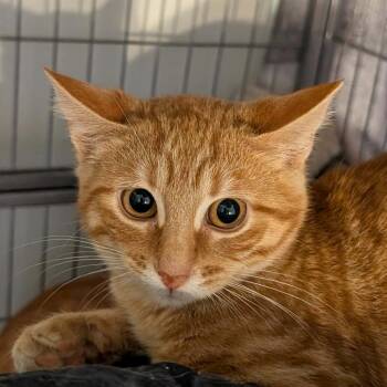 Baloo -  Domestic Short Hair Cat for Adoption in Dekalb, Illinois - Baloo | PetCurious