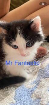 Domestic Short Hair Cats Available for Adoption in New Bern, North Carolina - MR FANTASTIC | PetCurious