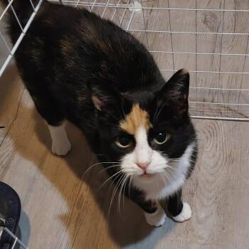 Kristy (f) Calico 2yrs old -  Calico Cat for Adoption in Ottawa, Ontario - Kristy (f) Calico 2yrs Old | PetCurious