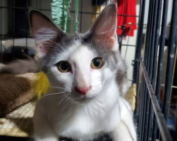 Rescue Domestic Short Hair Cats for Adoption in Castro Valley, California - Mr Hanks (& Willow) | PetCurious