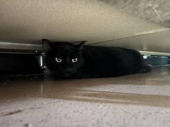 Pedro Pascal -  Domestic Short Hair Cat for Adoption in Steamboat Springs, Colorado - Pedro Pascal | PetCurious