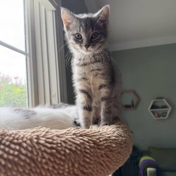 Twizzler and Twix (BONDED) -  Domestic Short Hair Cat for Adoption in Columbia, Maryland - Twizzler And Twix (BONDED) | PetCurious