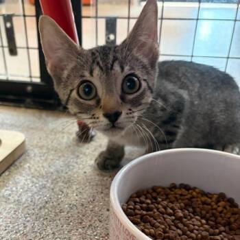 Anchovy -  Domestic Short Hair Cat for Adoption in Sarasota, Florida - Anchovy | PetCurious