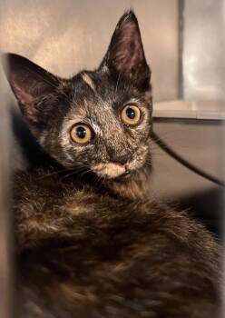 Domestic Short Hair Cats Available for Adoption in Huntington, Indiana - Cocoa | PetCurious