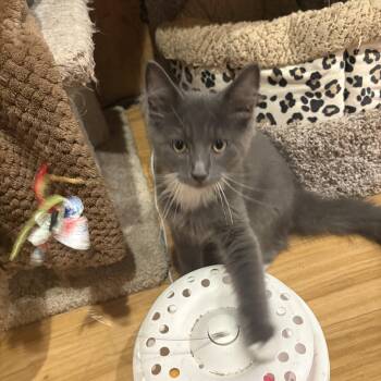 Jin -  Domestic Medium Hair Cat for Adoption in Richmond, Virginia - Jin | PetCurious