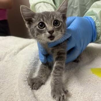 Ennis -  Domestic Short Hair Cat for Adoption in Tempe, Arizona - Ennis | PetCurious
