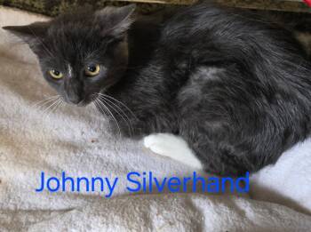 Rescue Domestic Short Hair Cats for Adoption in Eugene, Oregon - Johnny | PetCurious