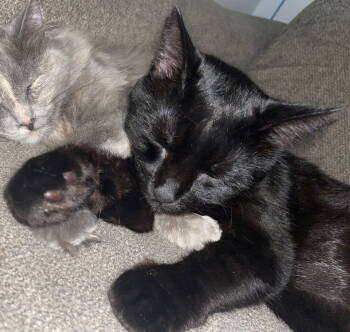 Rescue Domestic Short Hair Cats for Adoption in Oviedo, Florida - Luci Salem | PetCurious