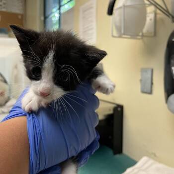 Domestic Short Hair Cats Available for Adoption in Pasadena, California - Brown Collar | PetCurious