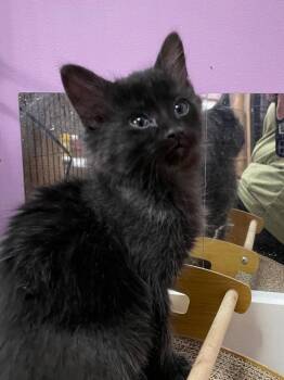 Domestic Short Hair Cats Available for Adoption in Newaygo, Michigan - Atlas X | PetCurious