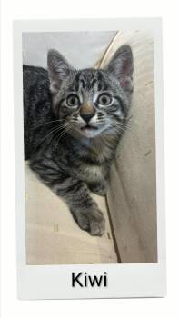 Kiwi -  Domestic Short Hair Cat for Adoption in Caistor Centre, Ontario - Kiwi | PetCurious