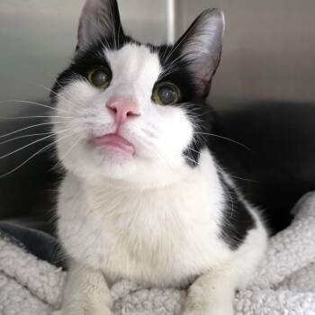 Domestic Medium Hair Cats Available for Adoption in Michigan City, Indiana - Monster | PetCurious