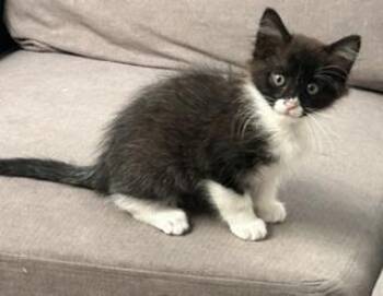 Eeyore -  Domestic Medium Hair Cat for Adoption in Ruskin, Florida - Eeyore | PetCurious