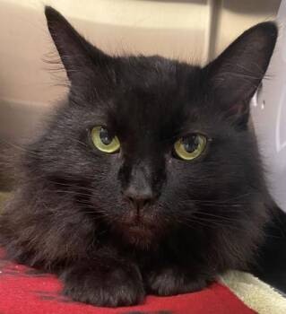 Big Mama (at Smitten Kitten) -  Domestic Long Hair and Domestic Short Hair Cat for Adoption in Fishers, Indiana - Big Mama (at Smitten Kitten) | PetCurious