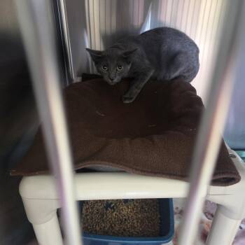Sonny -  Domestic Short Hair Cat for Adoption in West Branch, Michigan - Sonny | PetCurious