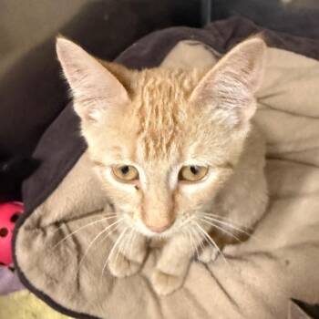 Muskrat -  Domestic Short Hair Cat for Adoption in Evansville, Indiana - Muskrat | PetCurious