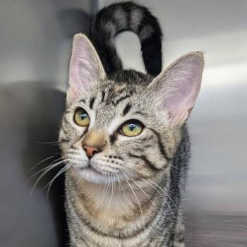 Domestic Short Hair Cats Available for Adoption in Medford, Oregon - Jazz | PetCurious