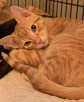 Devon -  Domestic Short Hair Cat for Adoption in Covington, Louisiana - Devon | PetCurious