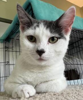 Kit Kat -  Domestic Short Hair Cat for Adoption in Lenexa, Kansas - Kit Kat | PetCurious