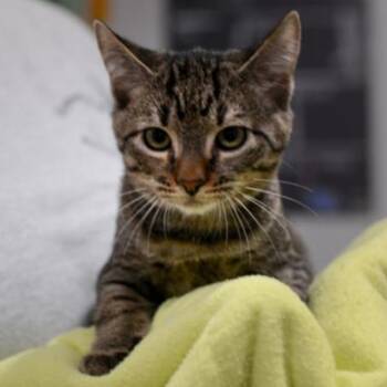 Junior -  Domestic Short Hair Cat for Adoption in New York, New York - Junior | PetCurious