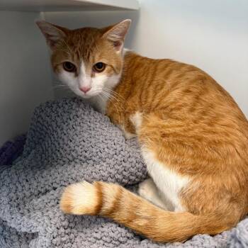 Haru -  Domestic Short Hair Cat for Adoption in Port Richey, Florida - Haru | PetCurious