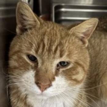 Domestic Short Hair Cats Available for Adoption - Roison | PetCurious