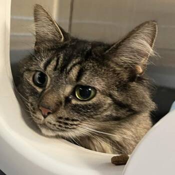 Dreamer -  Domestic Medium Hair Cat for Adoption in Baltimore, Maryland - Dreamer | PetCurious