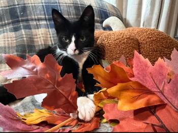 Rescue Domestic Short Hair Cats for Adoption in Chesapeake Beach, Maryland - Missy | PetCurious