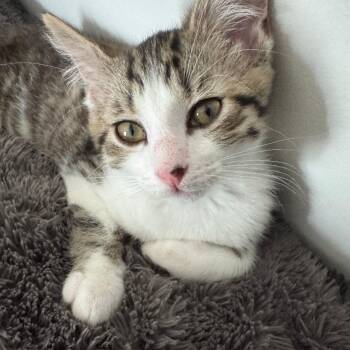 Domestic Short Hair Cats Available for Adoption in Richmond, Virginia - Undercover | PetCurious