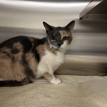 Domestic Short Hair Cats Available for Adoption - Julia | PetCurious