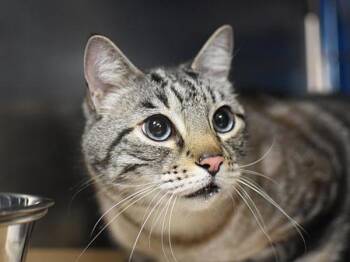Timber -  Siamese Cat for Adoption in Portland, Oregon - Timber | PetCurious