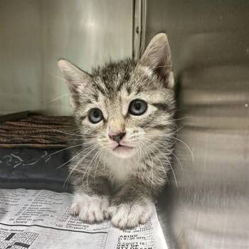 MINNIE -  Domestic Short Hair Cat for Adoption in Riverside, California - MINNIE | PetCurious