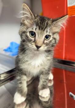 Wormy -  Domestic Short Hair Cat for Adoption in Fresno, California - Wormy | PetCurious