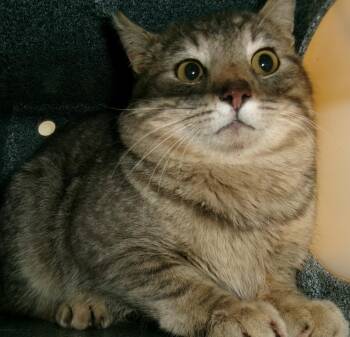Swish (Working Cat) -  Domestic Short Hair Cat for Adoption in Plover, Wisconsin - Swish (Working Cat) | PetCurious