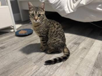 Salty Sea -  Domestic Short Hair and Tabby Cat for Adoption in Chandler, Arizona - Salty Sea | PetCurious