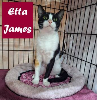 Rescue Domestic Short Hair Cats for Adoption in Albuquerque, New Mexico - Etta James | PetCurious