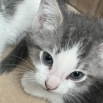Norbo -  Domestic Short Hair Cat for Adoption in Philadelphia, Pennsylvania - Norbo | PetCurious