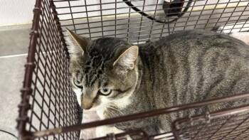 Domestic Short Hair Cats Available for Adoption - MR. BIGGS | PetCurious
