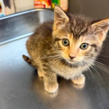 TUSC-Stray-84925 -  Domestic Short Hair Cat for Adoption in Tuscaloosa, Alabama - TUSC-Stray-84925 | PetCurious
