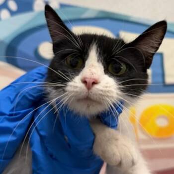 Rachel -  Domestic Short Hair Cat for Adoption in Midland, Texas - Rachel | PetCurious